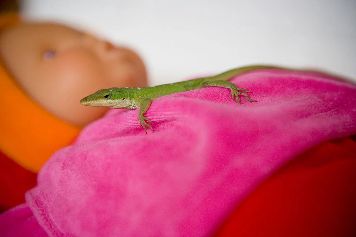 Thrasher_Menagerie_0039.JPG
