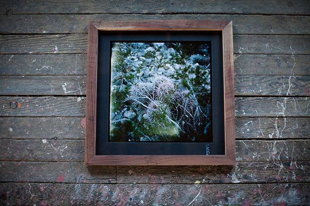 FIRST FRIDAY, tonight!  I finally have photographs up on the Mendocino Coast!  Salvaged wood frames, archival 120mm photographs.  I'll be a guest member of Northcoast Artists Gallery(located downstairs of Triangle Tattoo) for the next 6 months.  Come