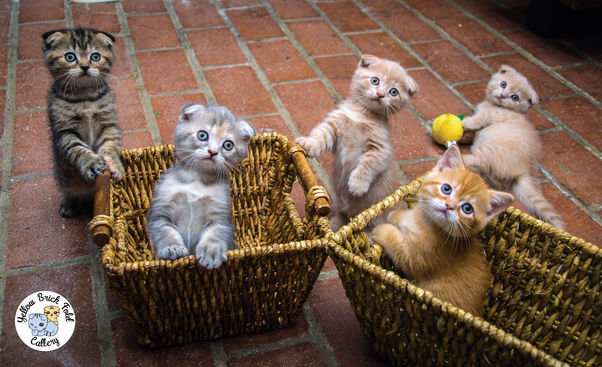 munchkin-14-15.jpg