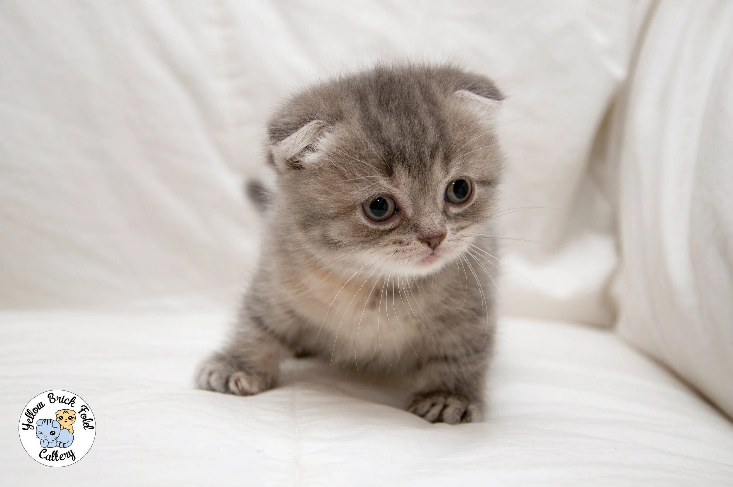 munchkin-12.jpg