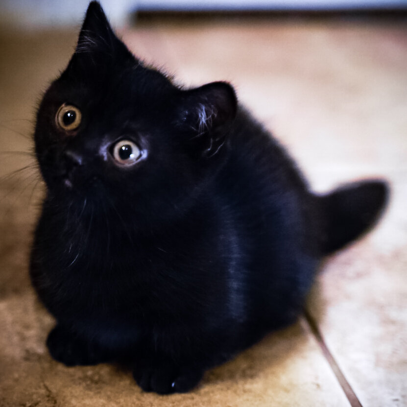 black munchkin cat