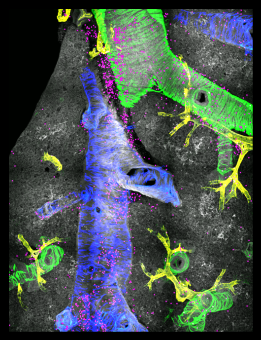 Stromal - immune positioning and function in metabolic health and ...