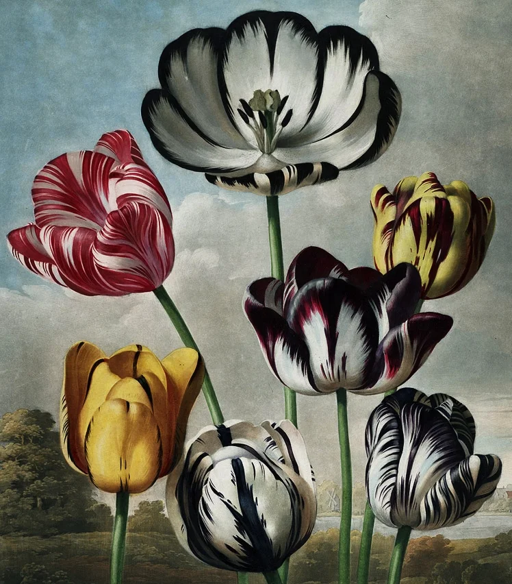 flora.jpg