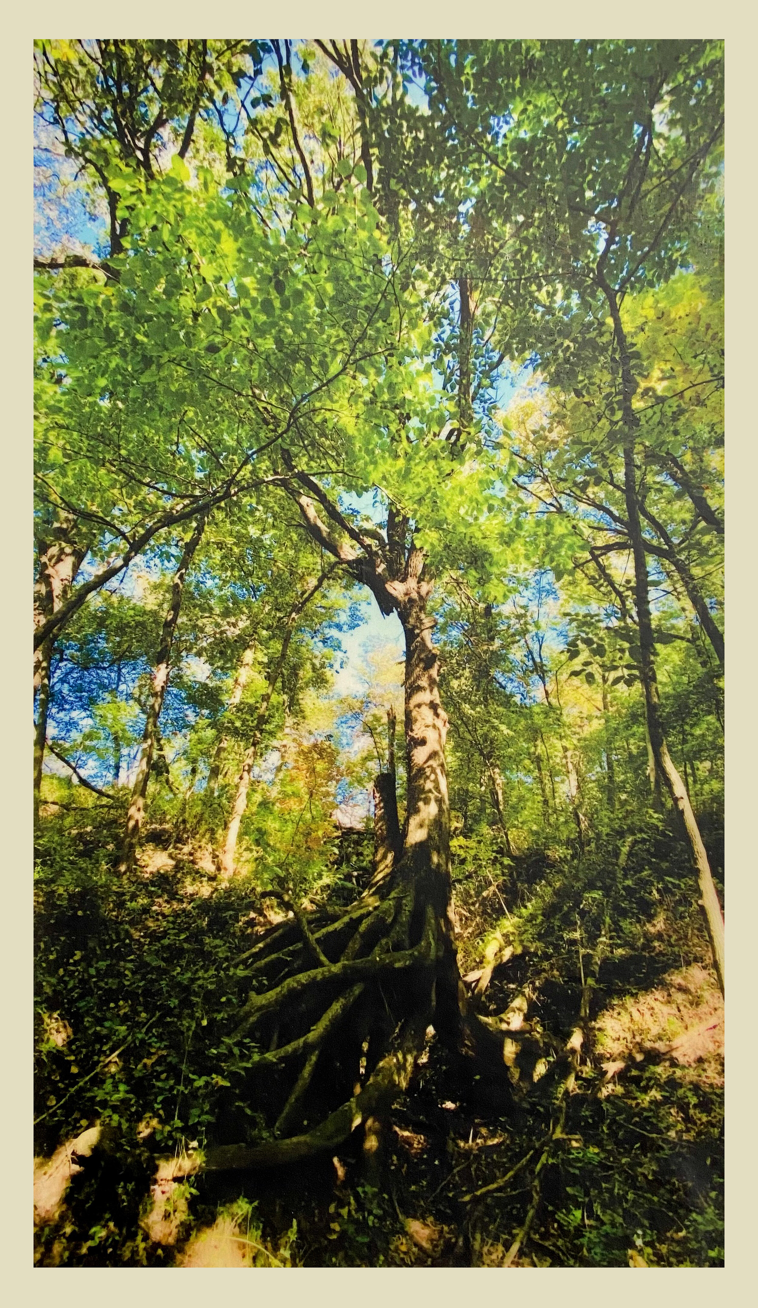 QUEEN OF THE FOREST
