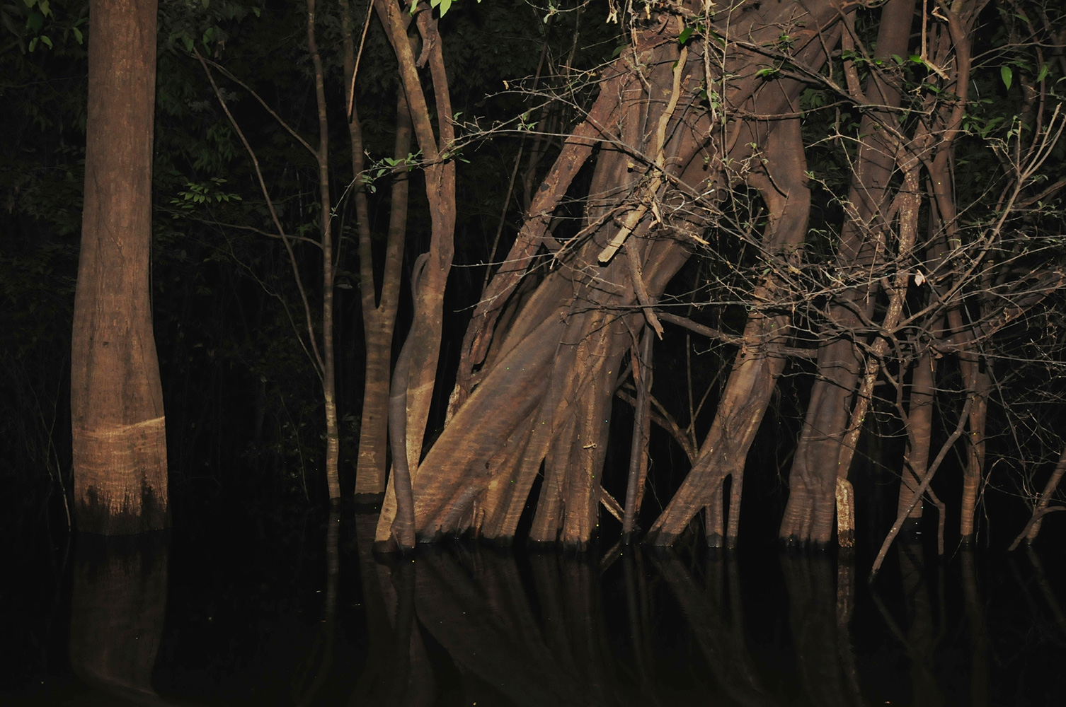 amazonia-0809-(915).jpg