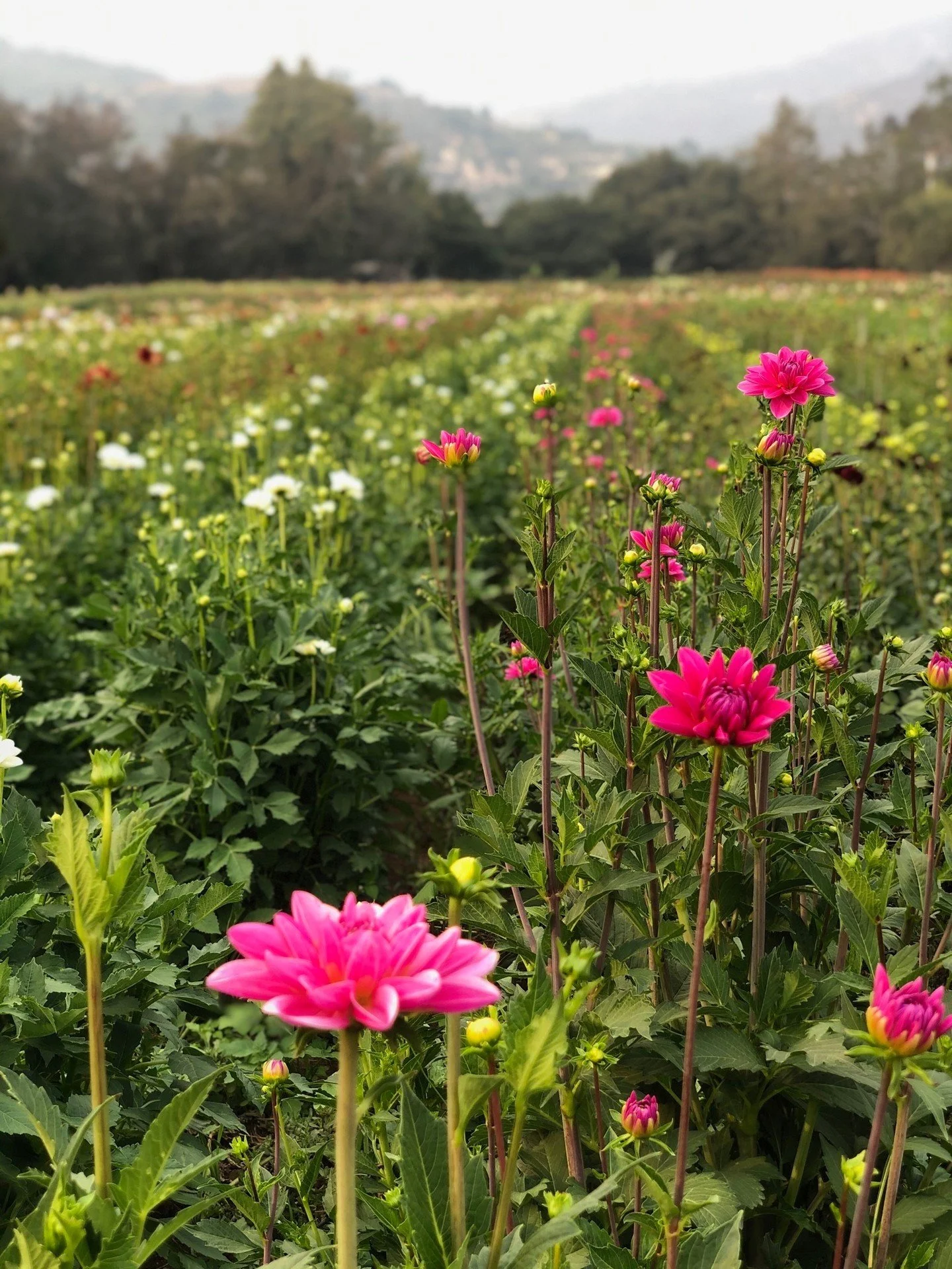 Beauty it&rsquo;s abundant and dahlias are in season. The magical soil of Santa Barbara produce a some of the most exquisite and beautiful things, bringing vibrancy to our community and into our homes like this Carpinteria Family Farm. 

#DahliaSeaso