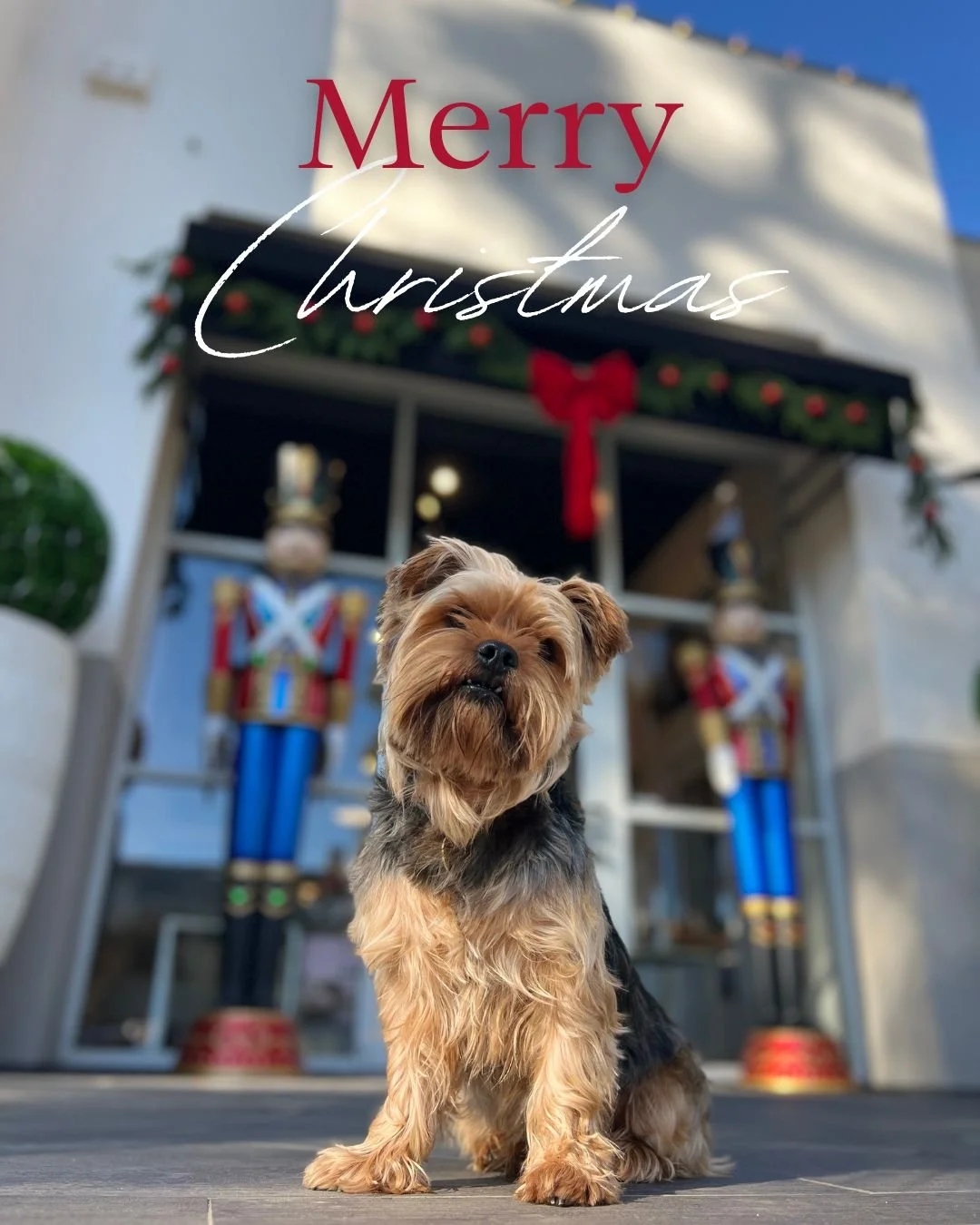 Merry Christmas! 🎄 
We hope you get everything you wish for and more. Here are some of the things Winston is grateful for as we close out 2025:
- Treats
- Hikes with friends
- Time with loved ones
- Finding dream homes in Santa Barbara with new and 
