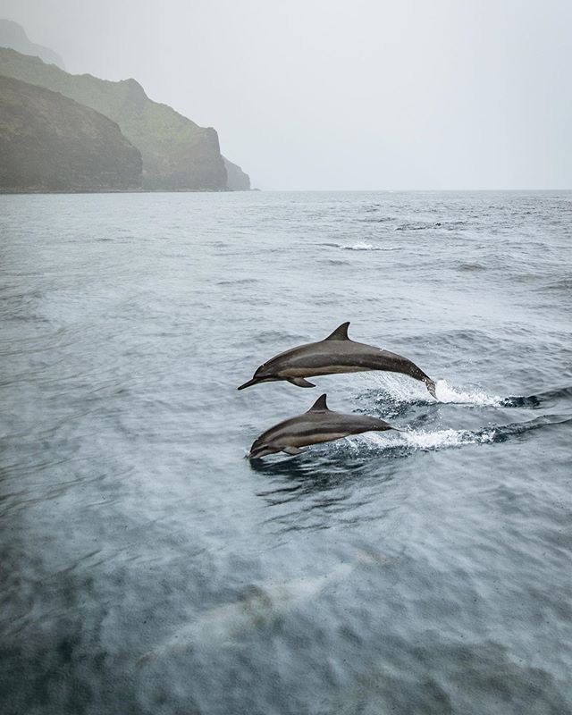 Nā Pali Coast | Kauai⁣
⁣
After a little while cruising up the stunning Nā Pali Coast, we came across a pod of Hawaiian Spinner Dolphins. I don&rsquo;t have great shots of these beauties doing the spin move they&rsquo;re named for, but we did get up c