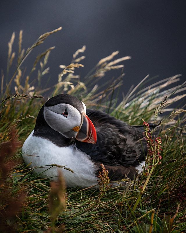 Did I really even go to Iceland if I didn&rsquo;t chase down some Puffins?⁣
⁣
@ant.obe and I had a few spots where Puffin colonies were known to hang out along the coastline, but as we came to later realize, we didn&rsquo;t have time in our trip to m