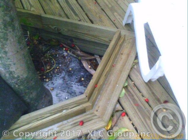 7 backyard.jpg