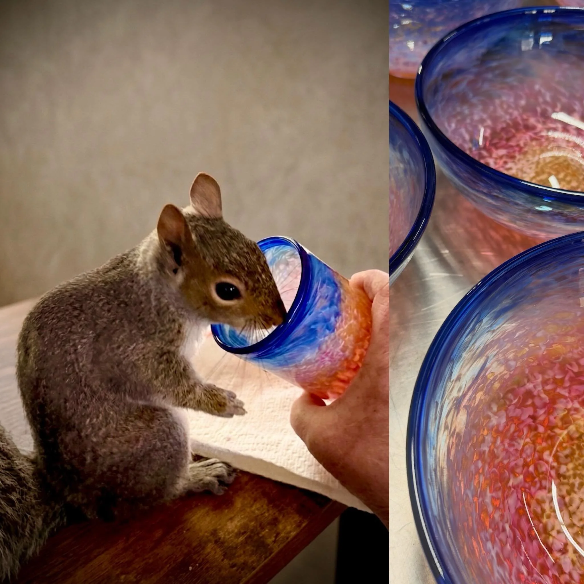 You&rsquo;d be nuts not to drink out of a handmade glass (or bowl 😉) #everythingtastesbetterinahandblownglass #nhmade #petsquirrel #drinkinstyle #funktional