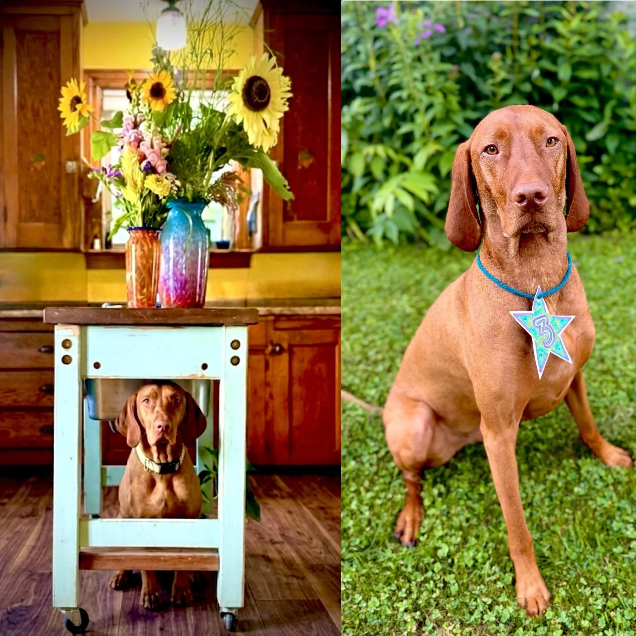 Here&rsquo;s to a happy Hoopy birthday!  #threeisthemagicnumber #shopdog #summerflower #summerhypebeast #dogdaysofsummer☀️