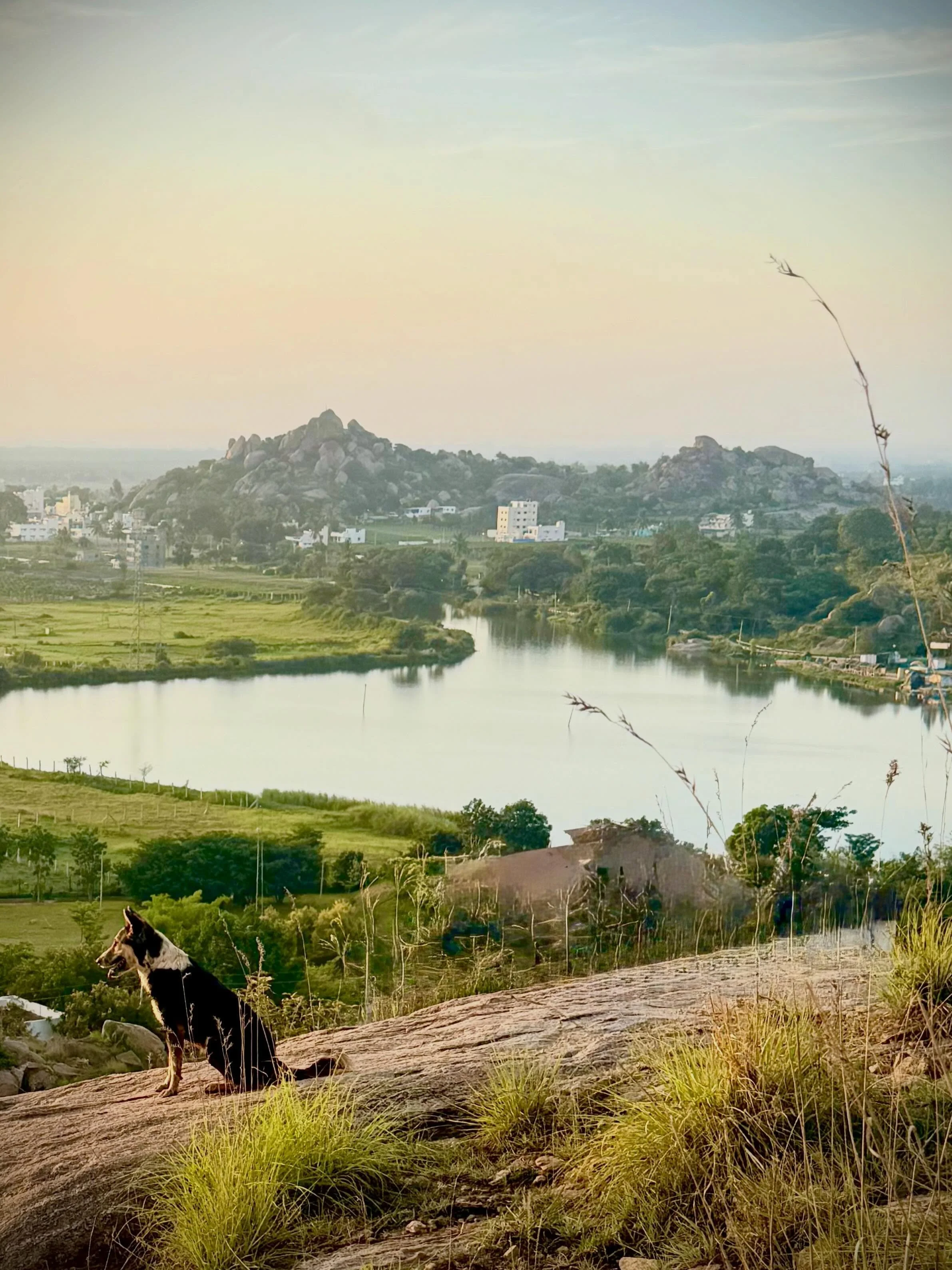 The dogs on our trip have been nothing but inspirational. They are our greatest teachers. There is no question that dogs best people on earth. #resiliency #straydogs #hopeful #zenergy #findpeacewhenyoucan
