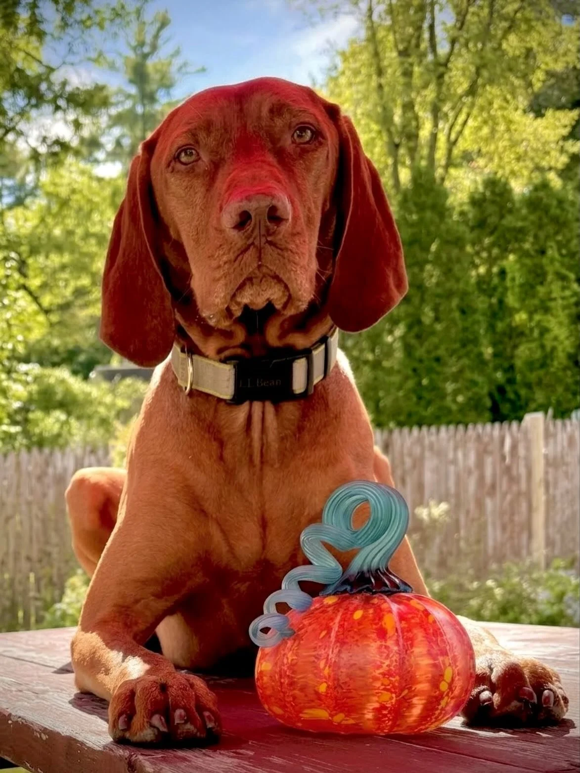 Our sandblasted pumpkins have a matte finish&hellip;Hooper has all the shine. #nhmade #frosted #shopdog #leagueofnhcraftsmen #fallcolors🍁