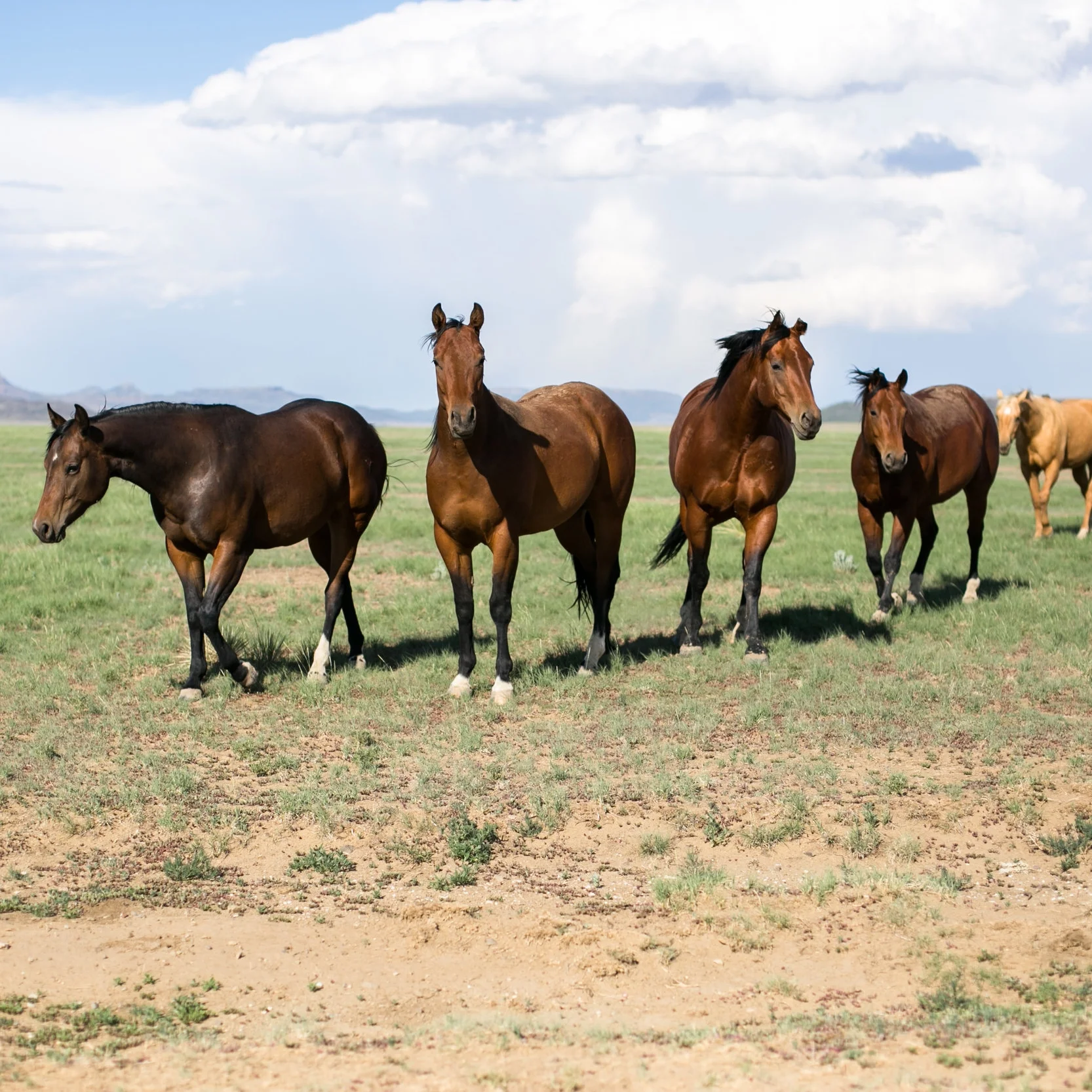 The Freelance Remuda's Assignment Spreadsheets