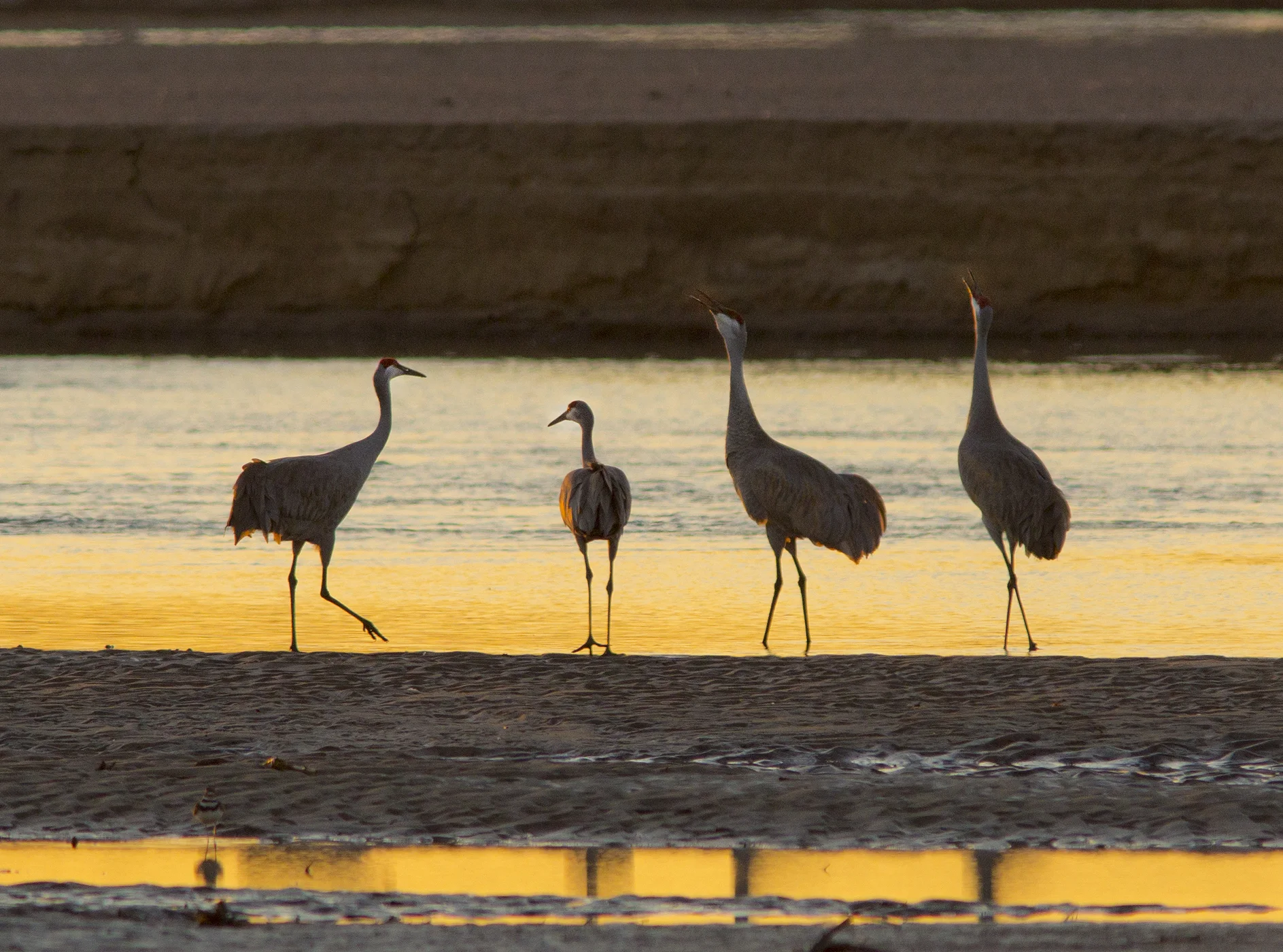 Cranes.jpg