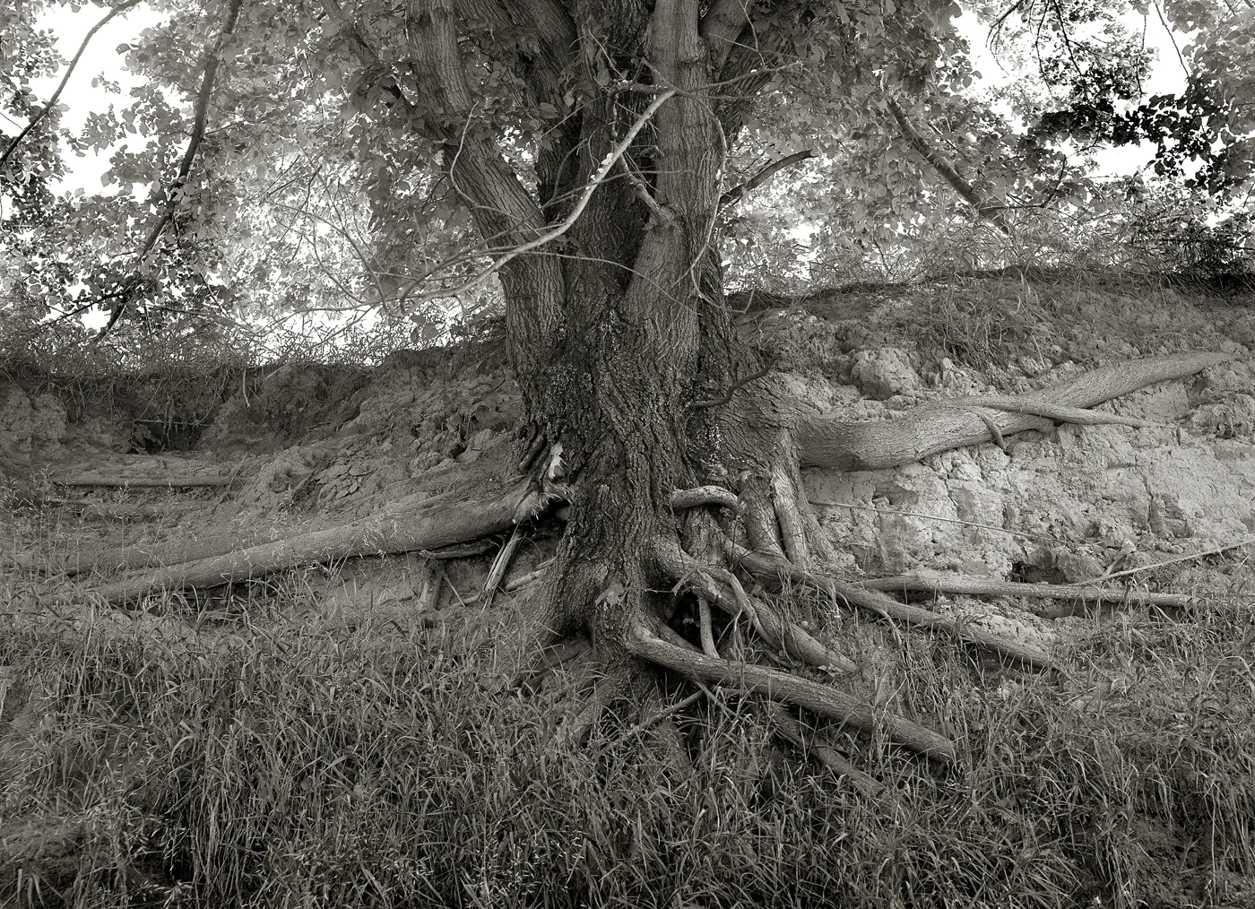 Tree Roots Cropped.jpg