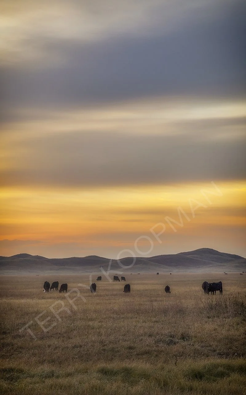 High-Plains Pasture.jpg