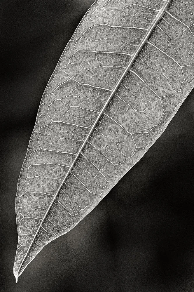 Leaf Detail Print.jpg