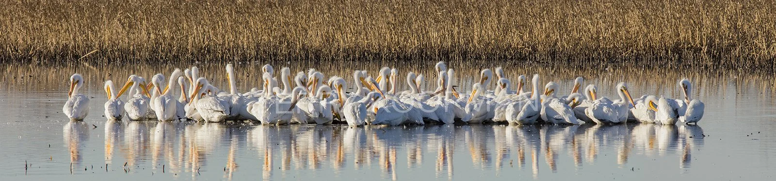 American White Pelican.jpg