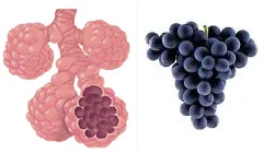 grapes.jpg