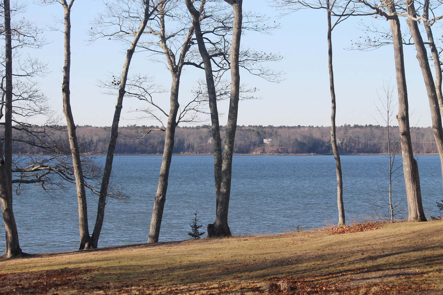 Existing trees as foreground to the bay beyond.