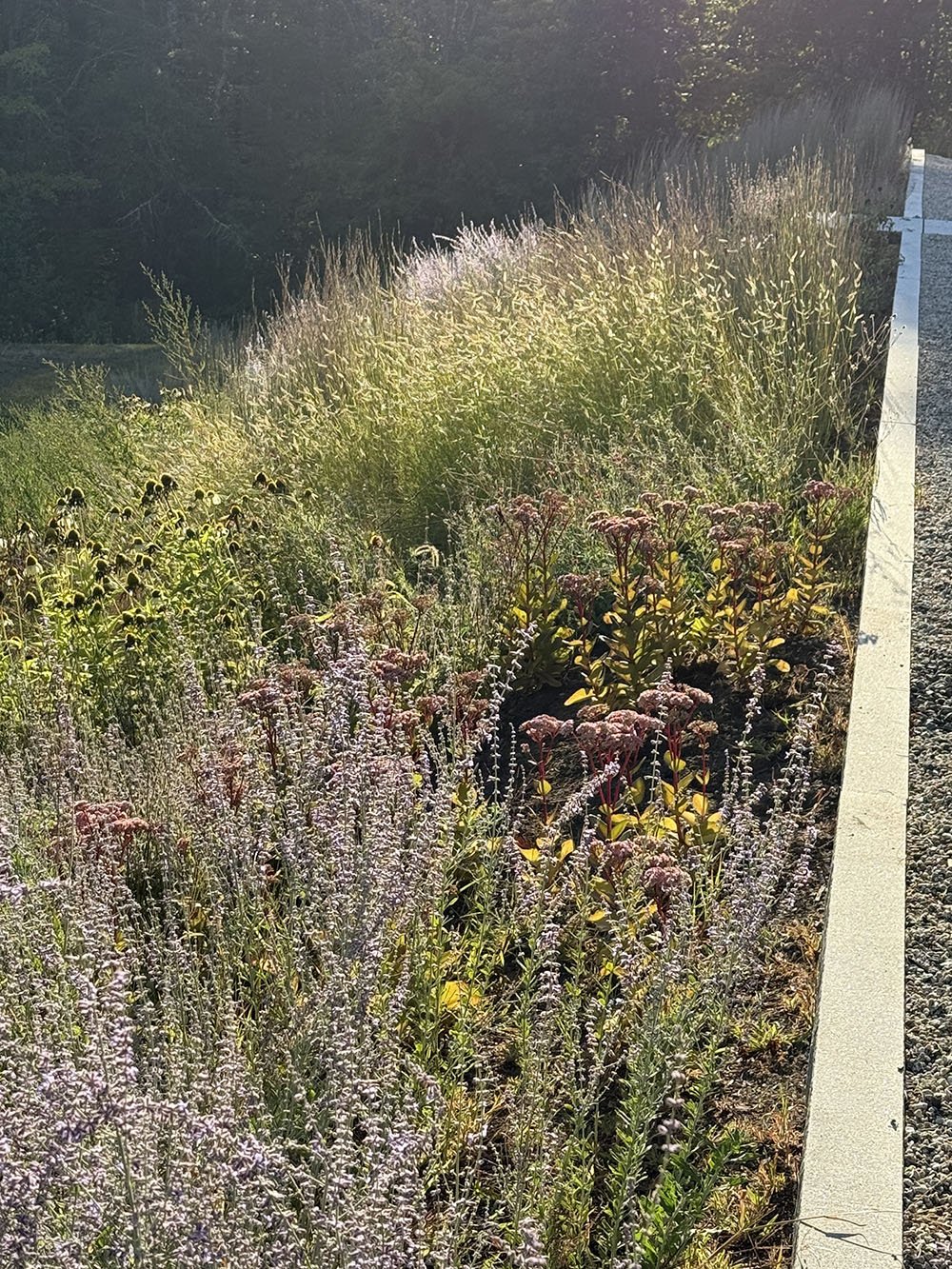 LITTLE RIVER HILLSIDE / A barren hillside is brought to life with wildflowers and forbs 