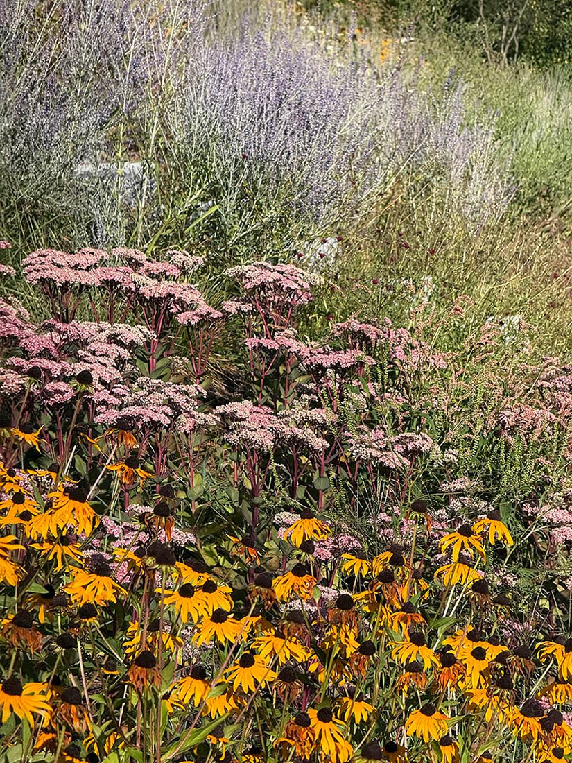 rudbeckia-sedum-perovskia.jpg