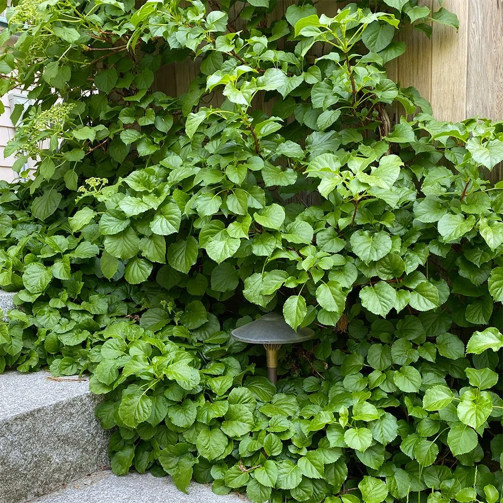 vines-hydrangea-lightfixture.jpg