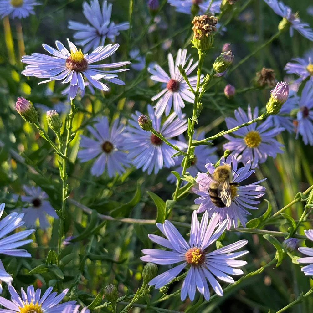 smooth-aster-native.jpg