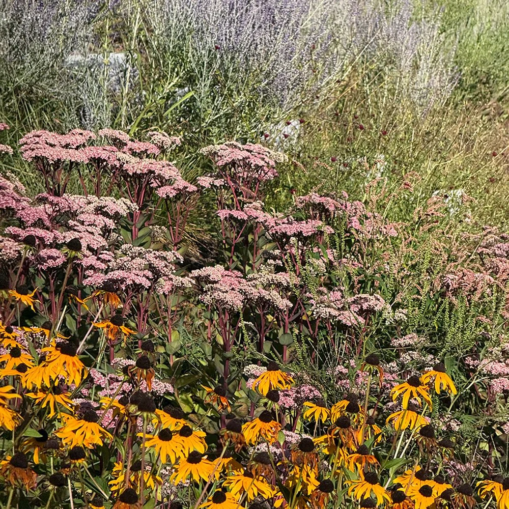 rudbeckia-sedum-perovskia.jpg
