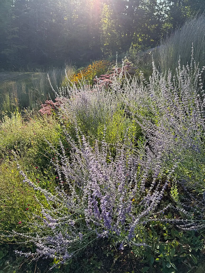 russiansage-hillside-planting.jpg