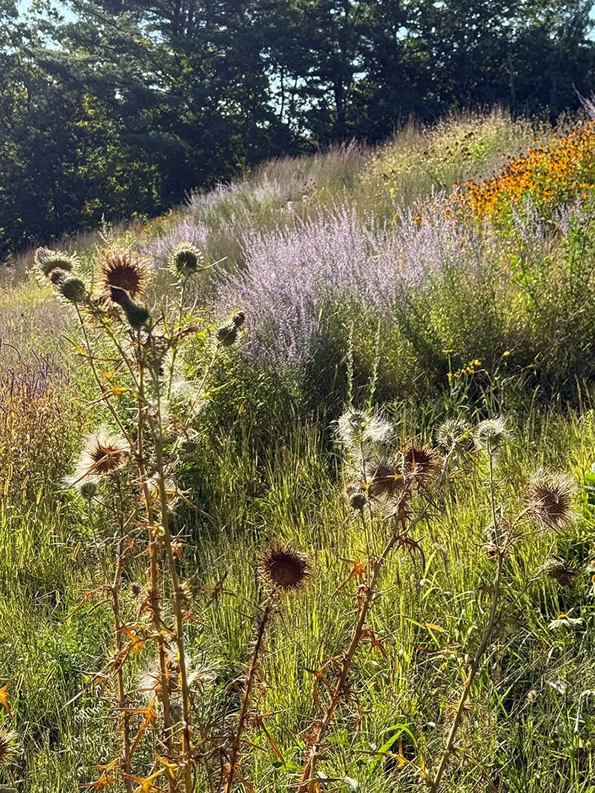thistle-hillside-meadow.jpg