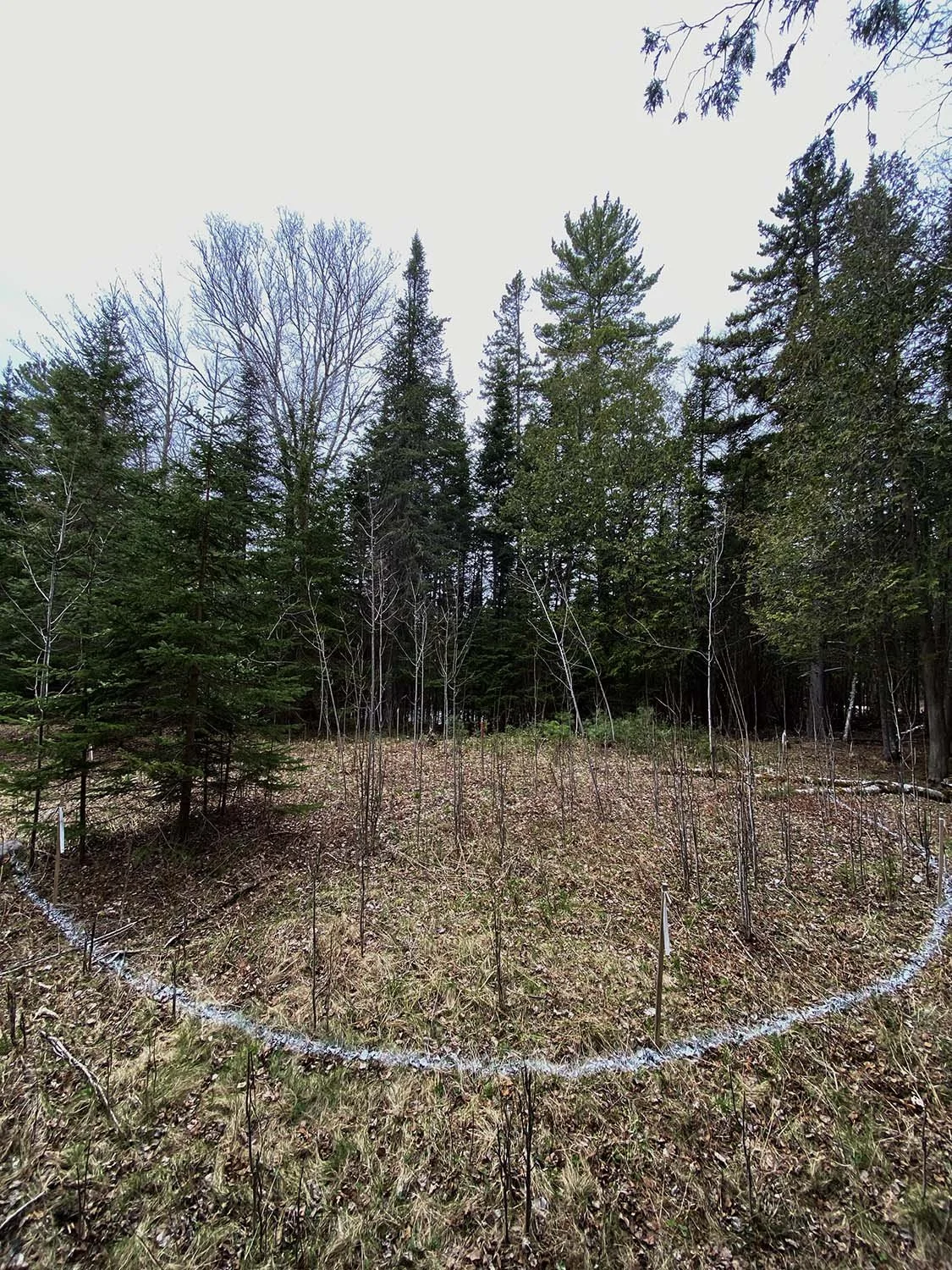  A clearing in the forest from an old decommissioned wastewater disposal field. White paint marks the perimeter of the labyrinth project.  