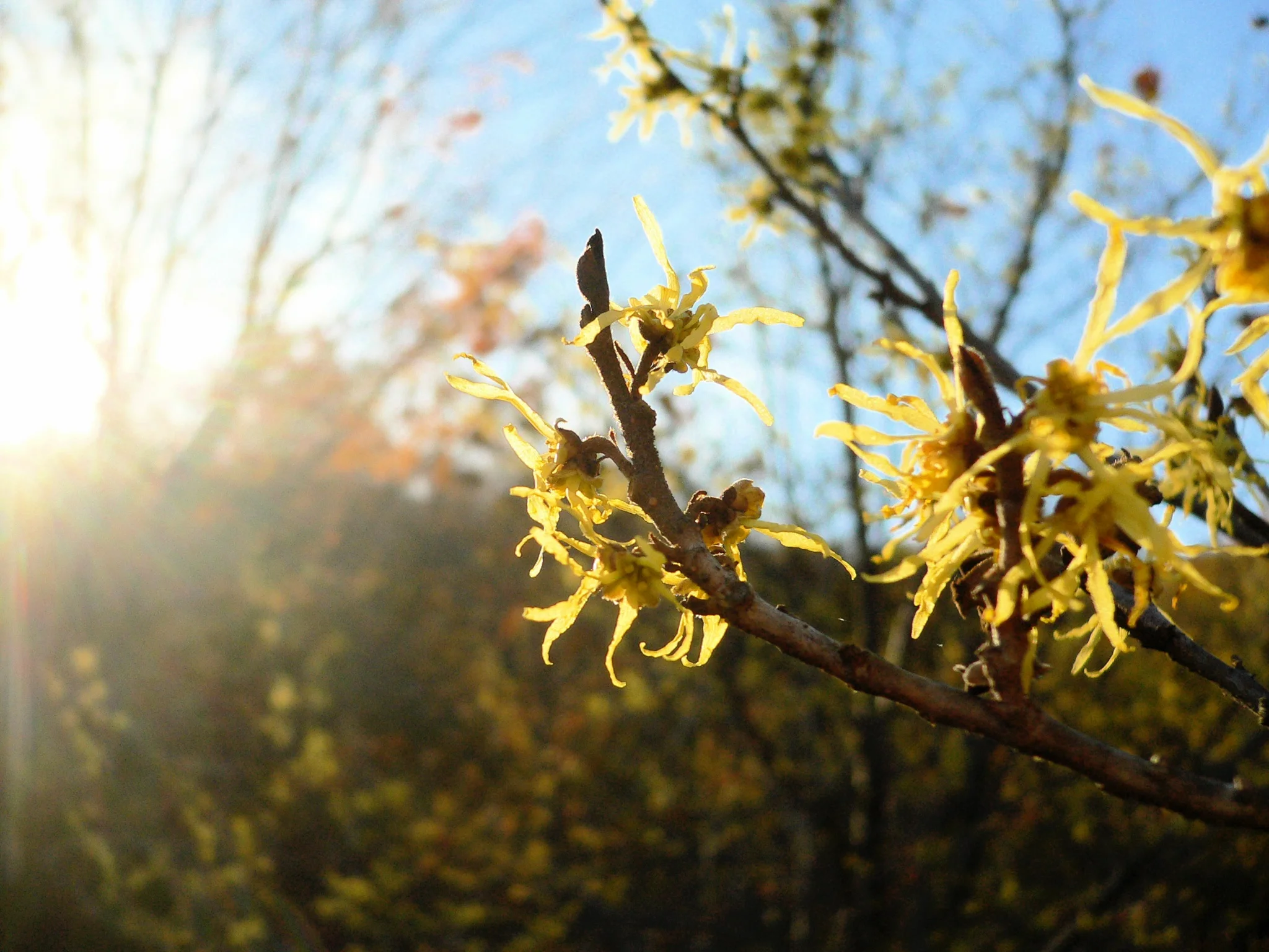 witchhazel.jpg