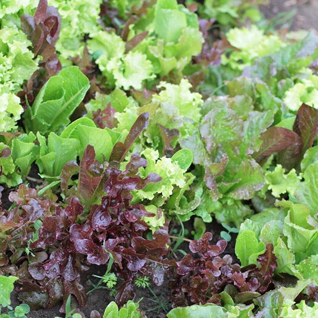 Yum! Don't forget to eat your greens! Everyone's always after the newest &quot;superfood.&quot; If you ask us, it doesn't get much better than fresh homegrown greens, and we're so excited about the little ones emerging in our garden - the &quot;Bould