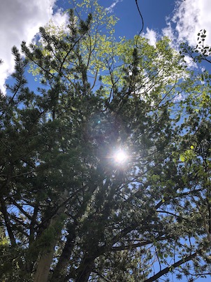 SunThroughTreesjpeg.jpeg