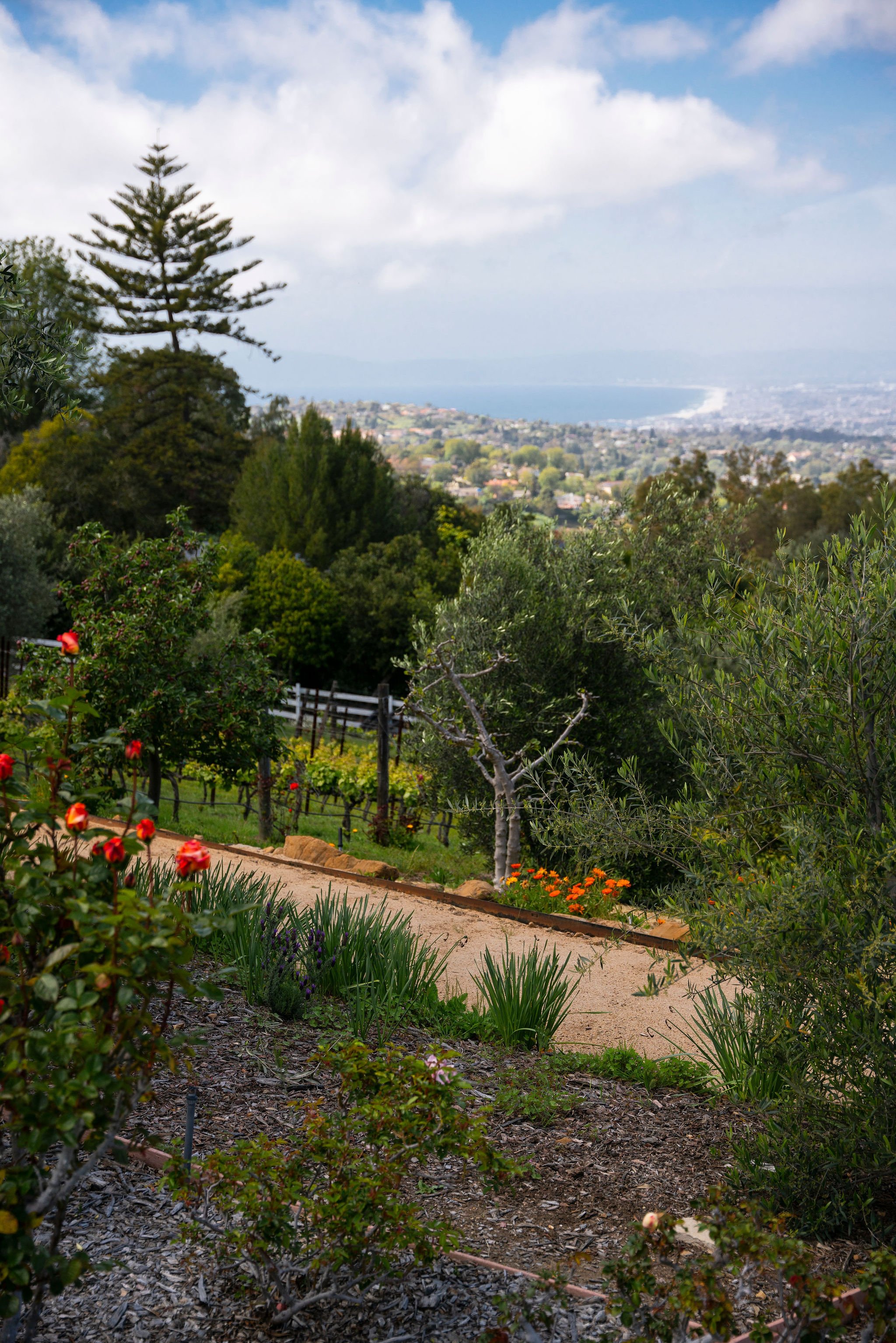 Francis York This Mid-Century Ranch with Award-Winning Vineyards is a ‘House of Dreams’ in Palos Verdes, California 58.jpg