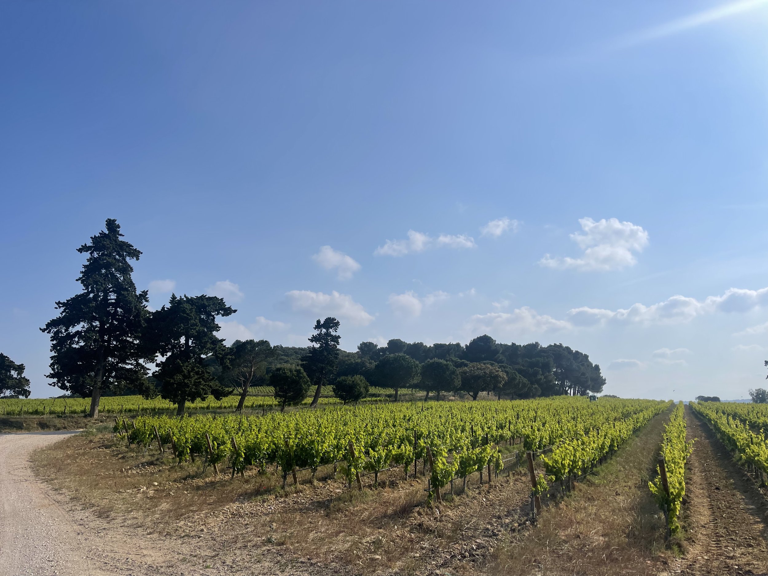 Francis York Wine Estate with Organic Vineyards in the Rhône Valley, France 1.jpg