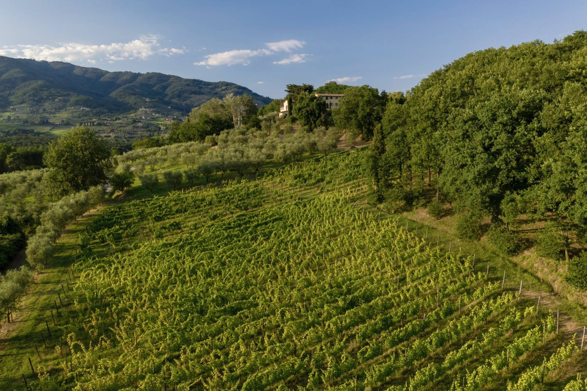 Francis York  Turnkey Italian Villa With Vineyards and Olive Groves Near Lucca 00008.jpg