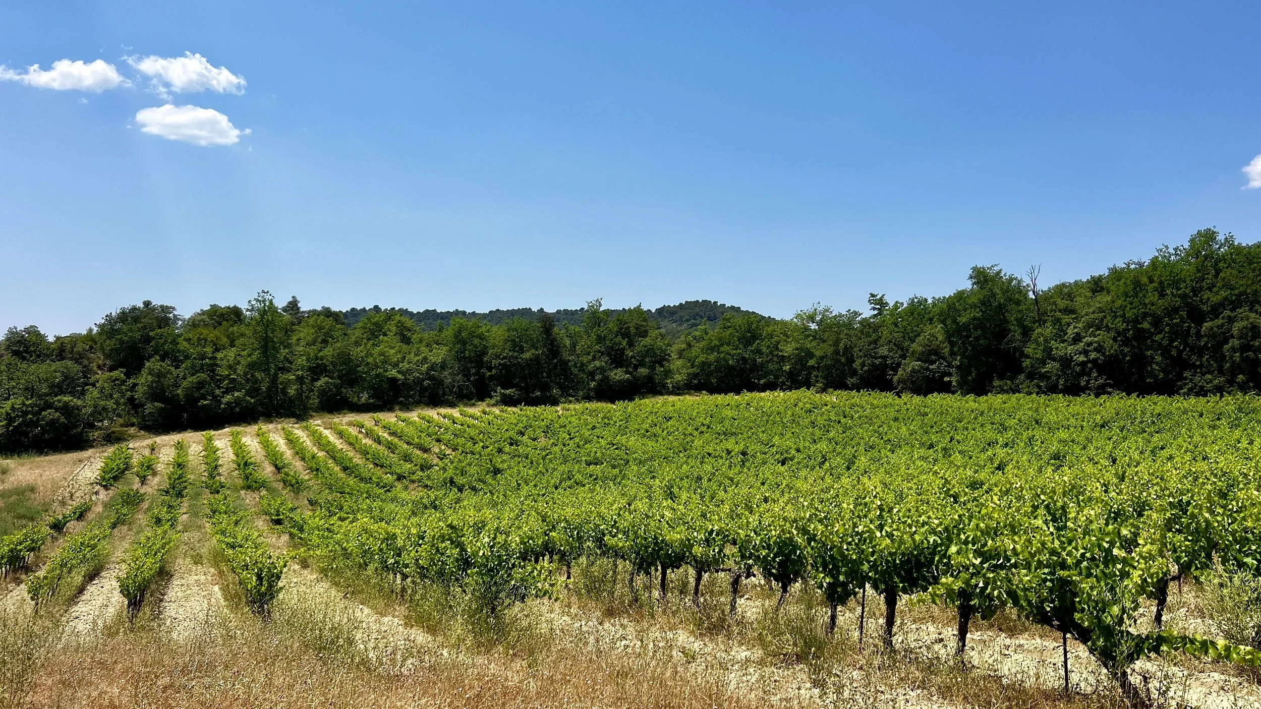 18th-Century Wine and Farming Estate in ProvenceAIX-6100-VB  (7).jpeg