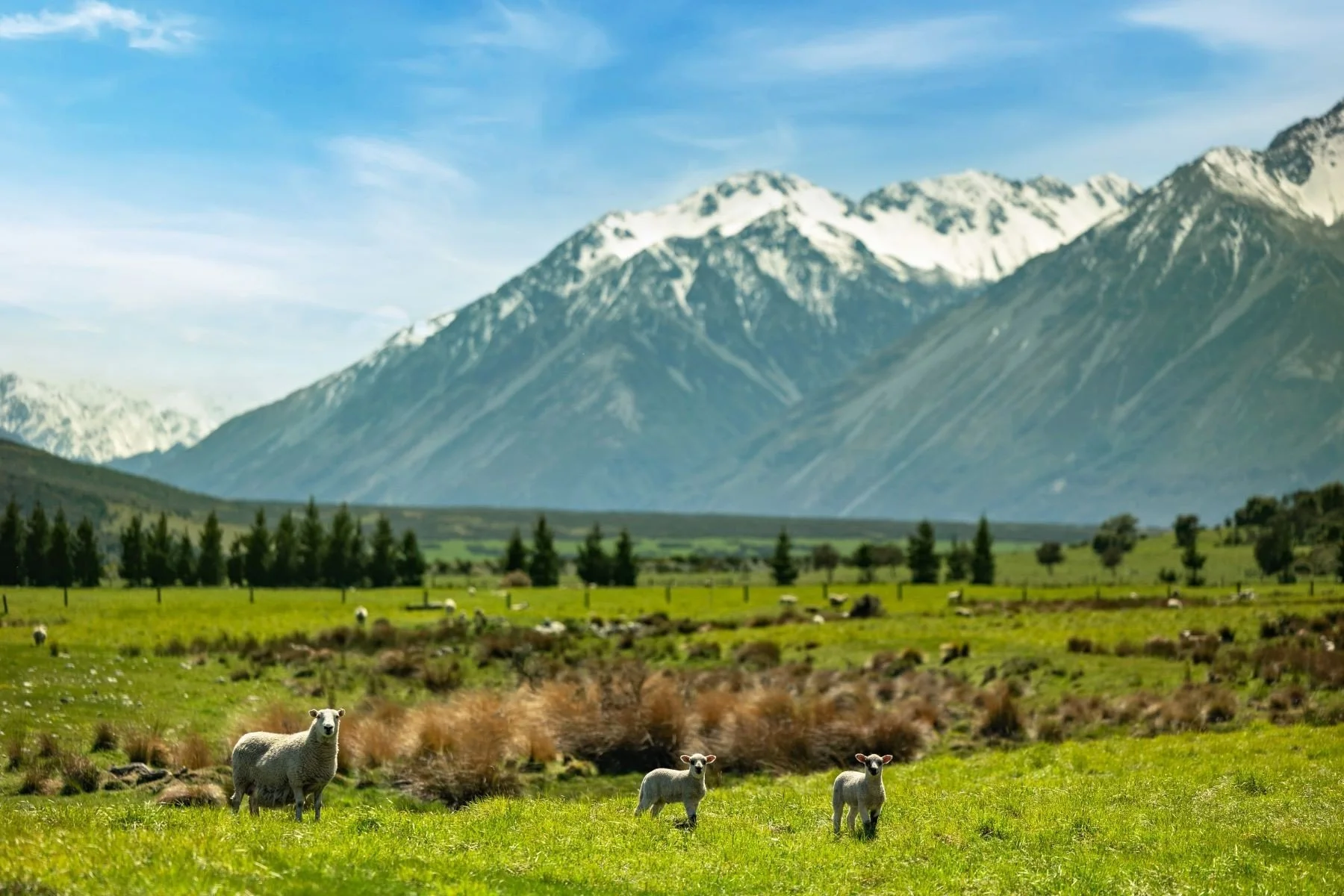 francis-york-mount-algidus-station-54000-acre-sheep-farm-new-zealand-3.jpeg