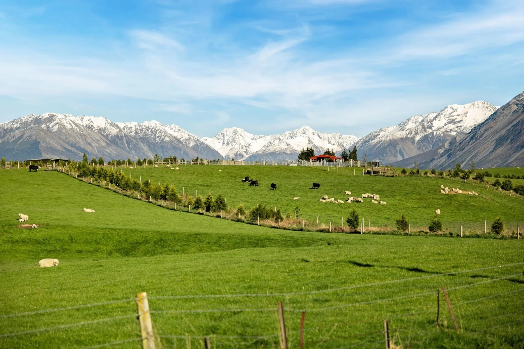 francis-york-mount-algidus-station-54000-acre-sheep-farm-new-zealand-27.jpeg