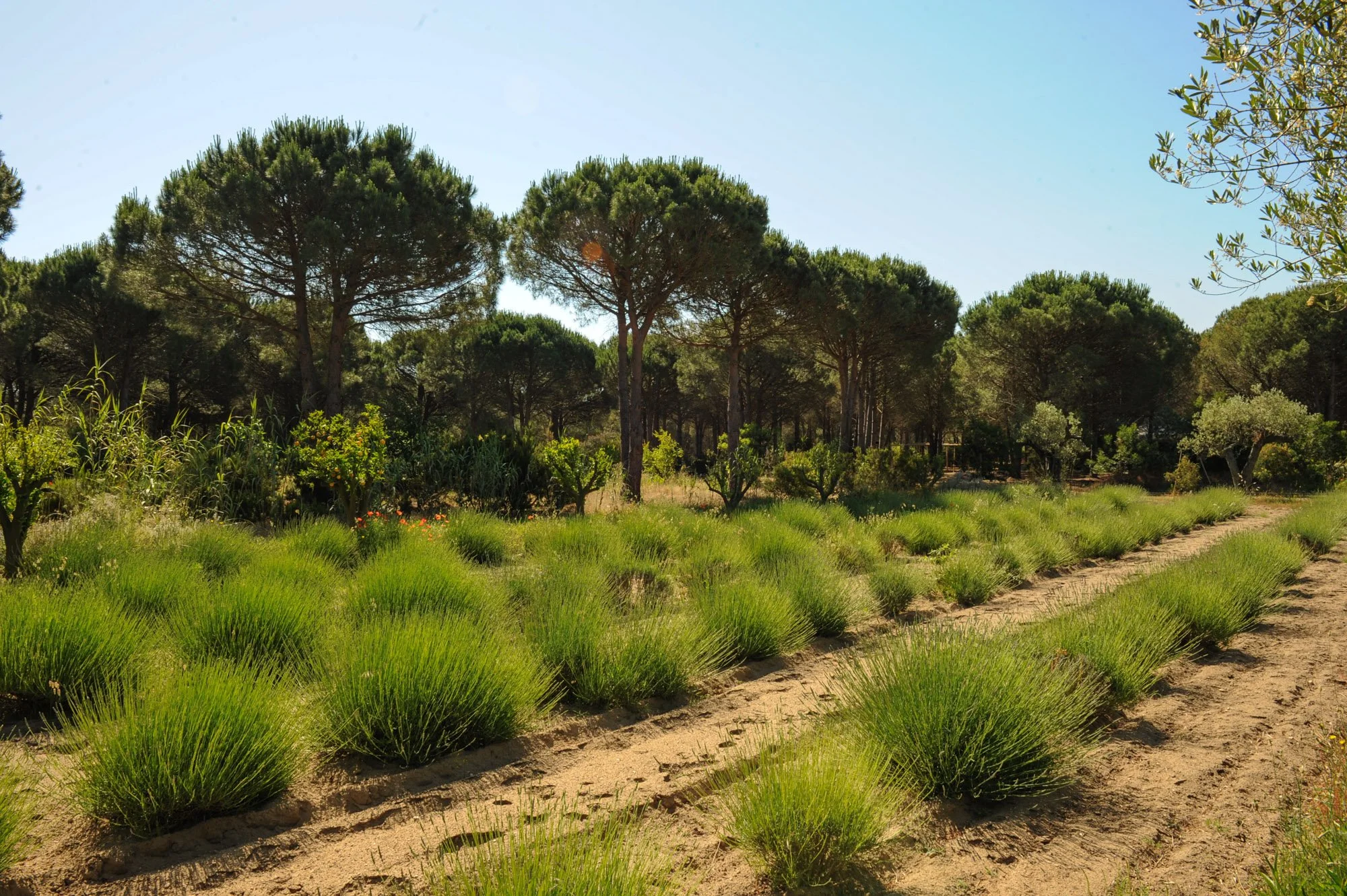 ramatuelle-saint-tropez-pampellone-beach (42).jpg