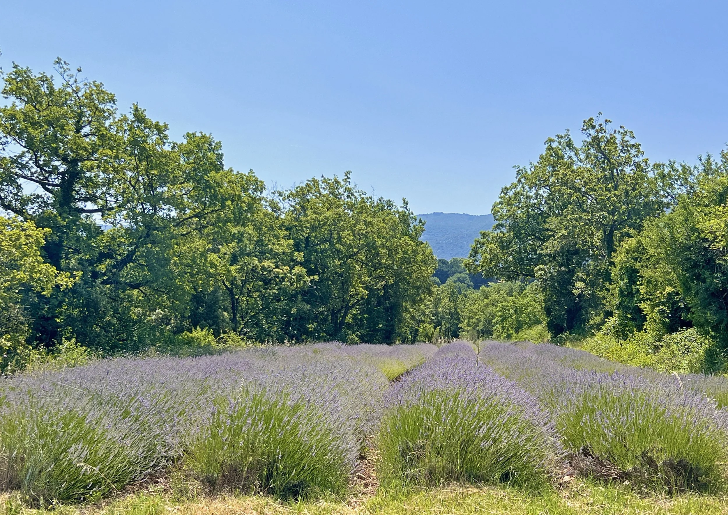 Francis-York-luberon-provence-lavender-fields-stone-farmhouse-30-acres-16.jpg
