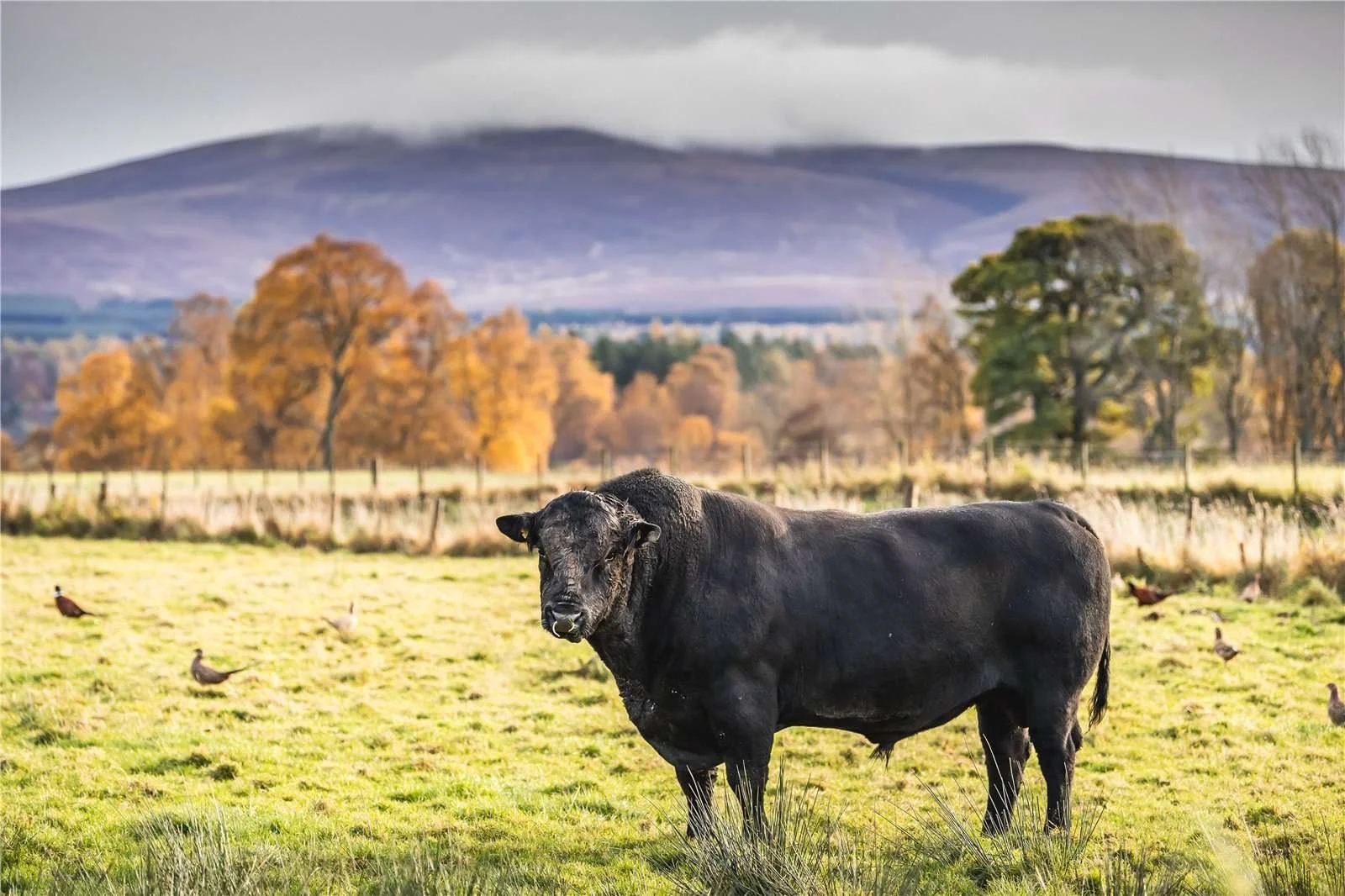 tulchan-estate-22k-acre-scottish-estate-larger-than-manhattan-21.jpeg