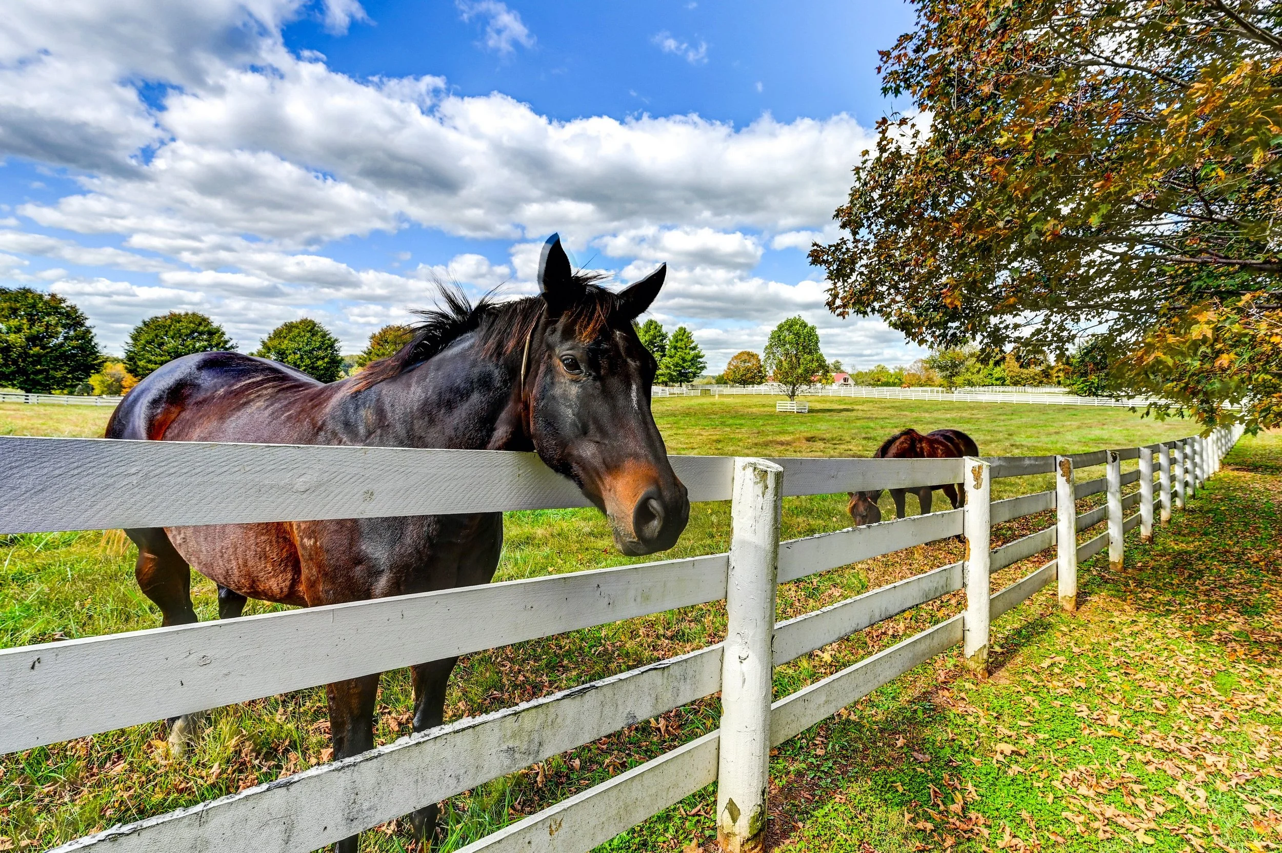 francis-york-sagamore-farm-vanderbilt-under-armour-maryland-equestrian-estate-73.jpg