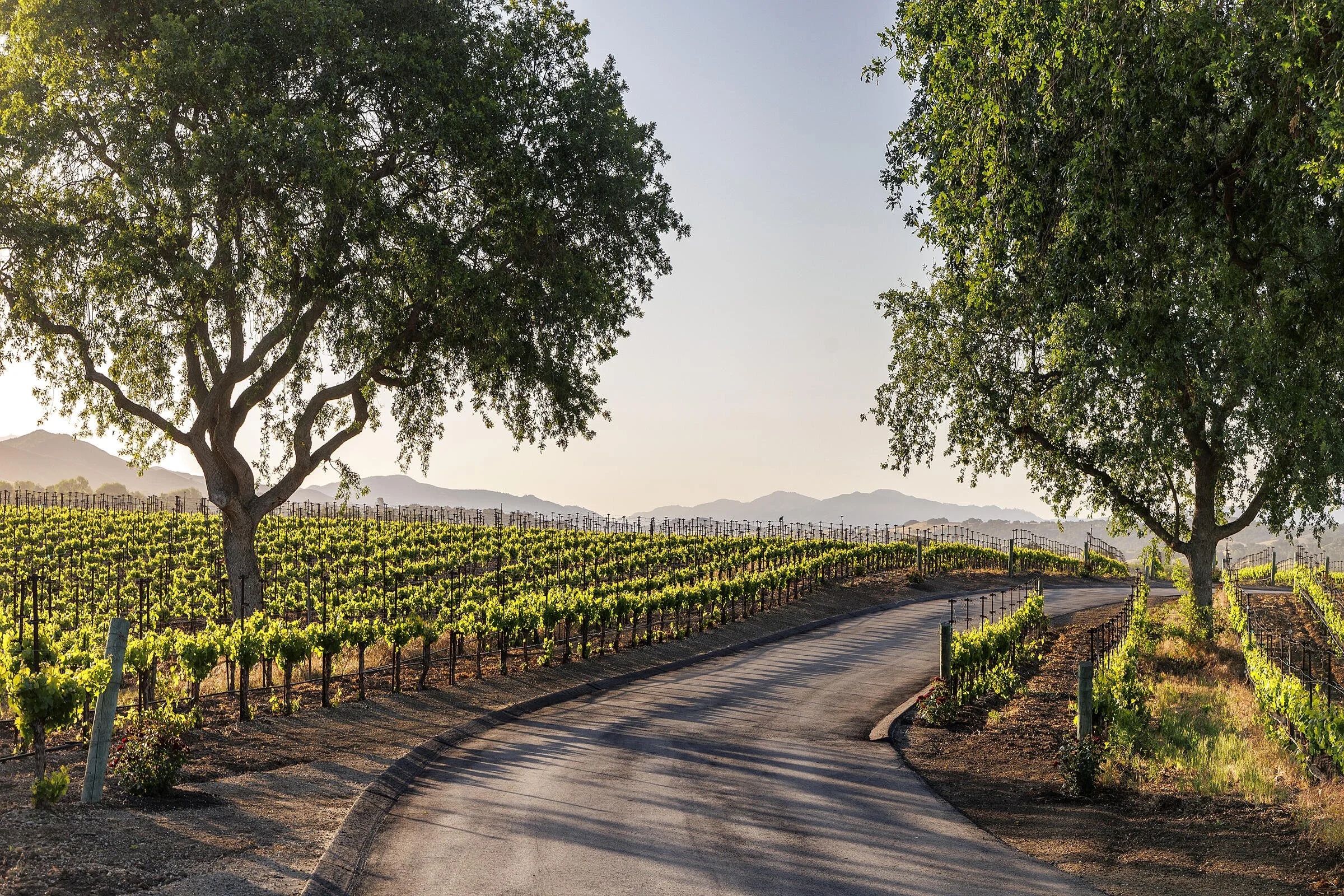 francis-york-westerly-estate-santa-ynez-california-wine-country-12.jpg