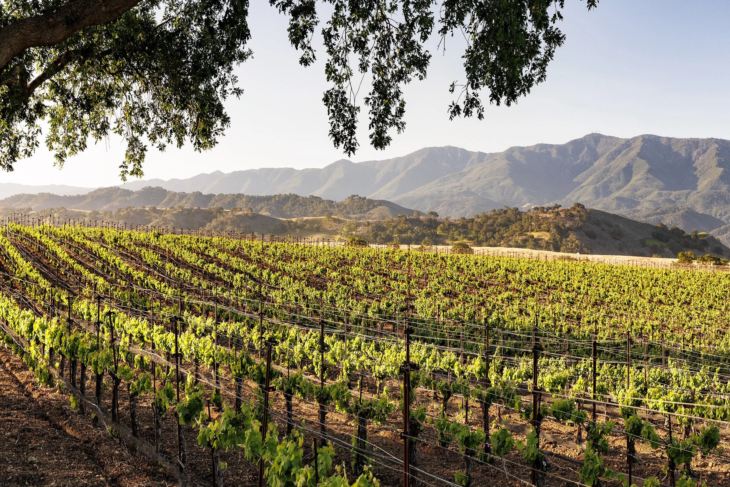 francis-york-westerly-estate-santa-ynez-california-wine-country-28.jpg
