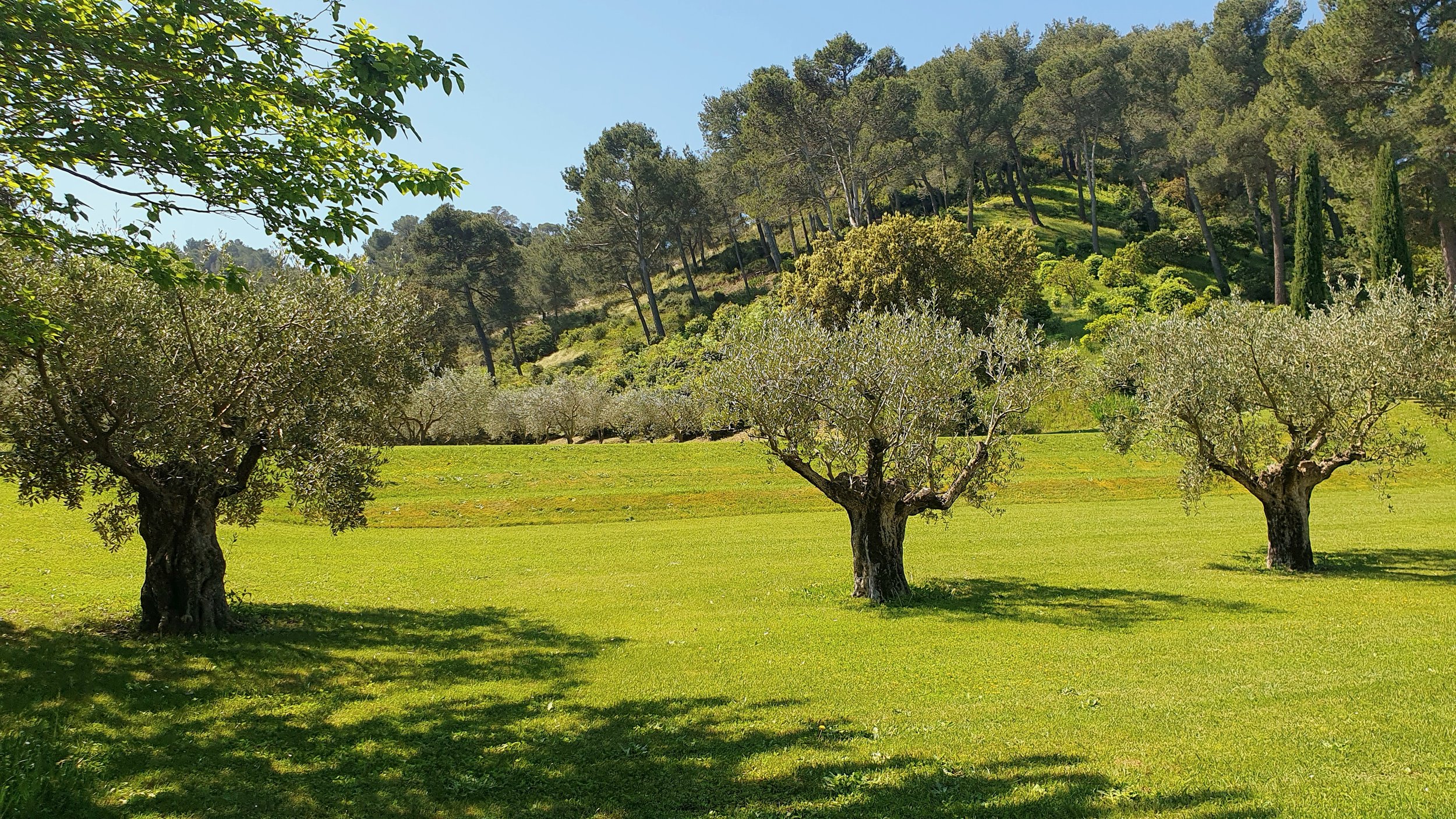 francis-york-18th-century-provencal-farmhouse-alpilles-saint-remy-de-provence-11.jpg